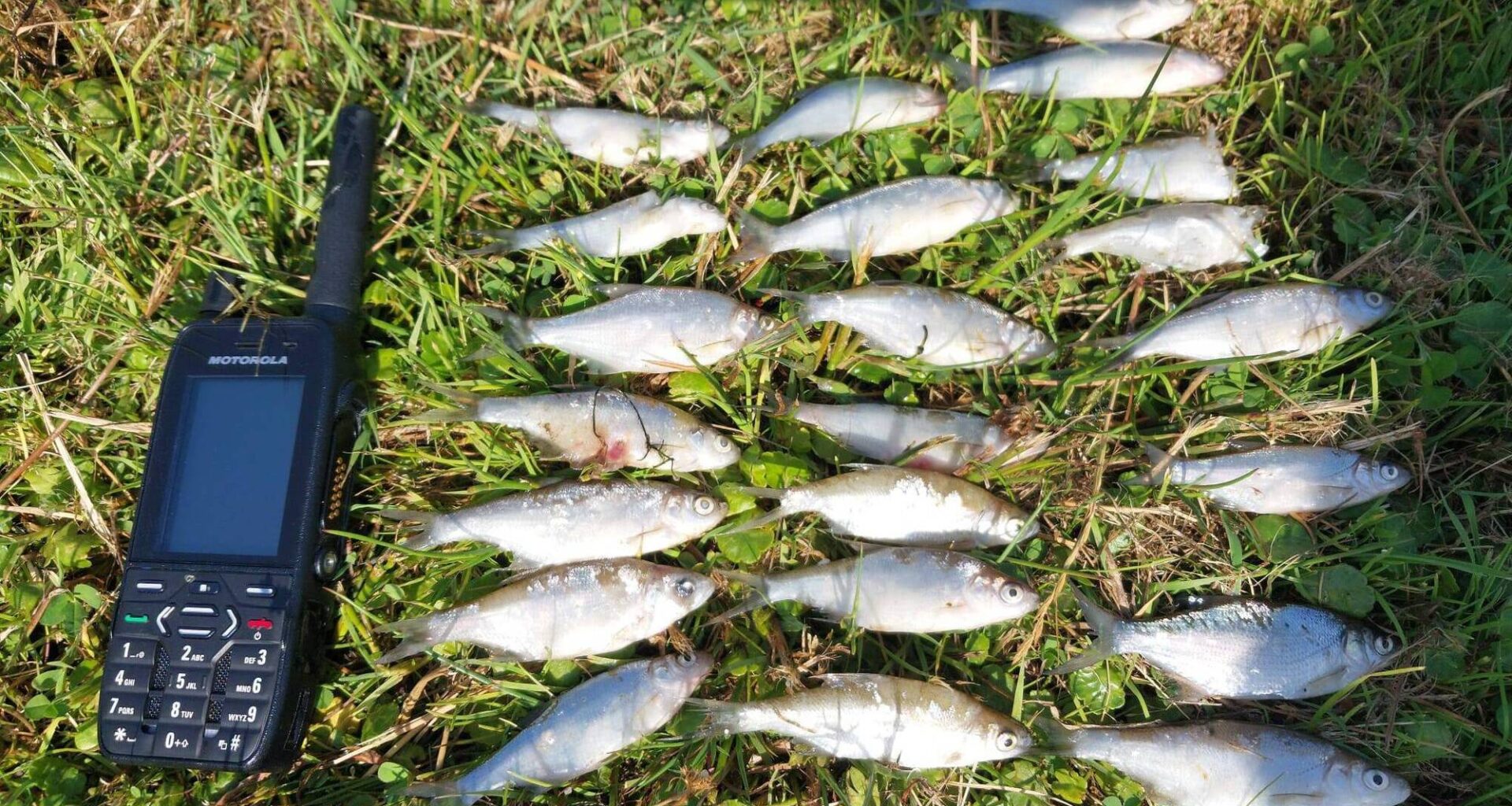 The largest incident occurred at Curraghalicky Lake near Dunmanway, where several hundred juvenile bream have been found dead. File picture