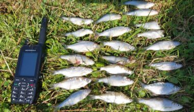 The largest incident occurred at Curraghalicky Lake near Dunmanway, where several hundred juvenile bream have been found dead. File picture