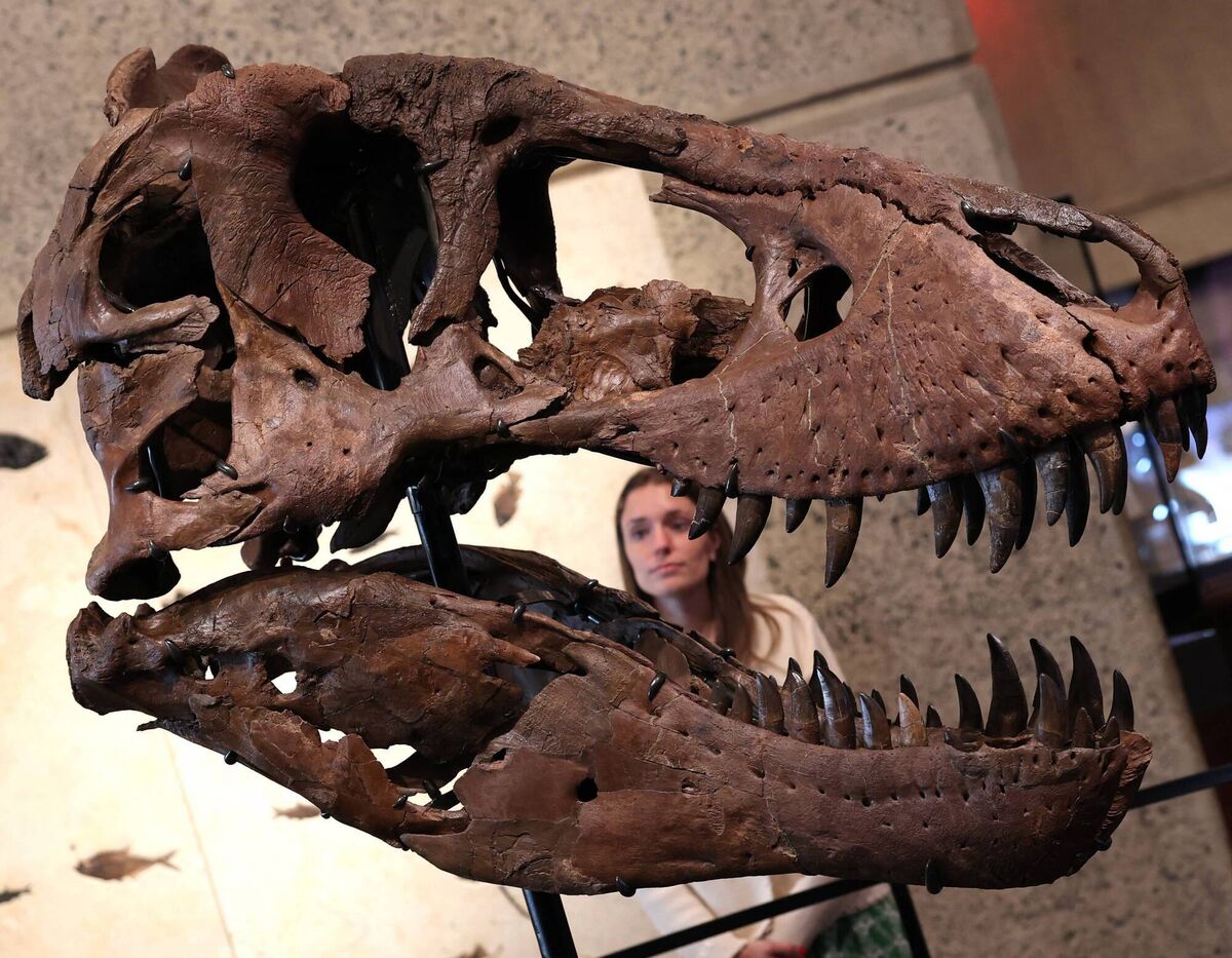 The head of 'Gus', part of a Tyrannosaurus Rex skeleton, one of the largest T. rex ever found, is pictured during a press preview at the Sotheby's Breuer building in New York, on July 1, 2026. Picture: TIMOTHY A. CLARY / AFP via Getty Images