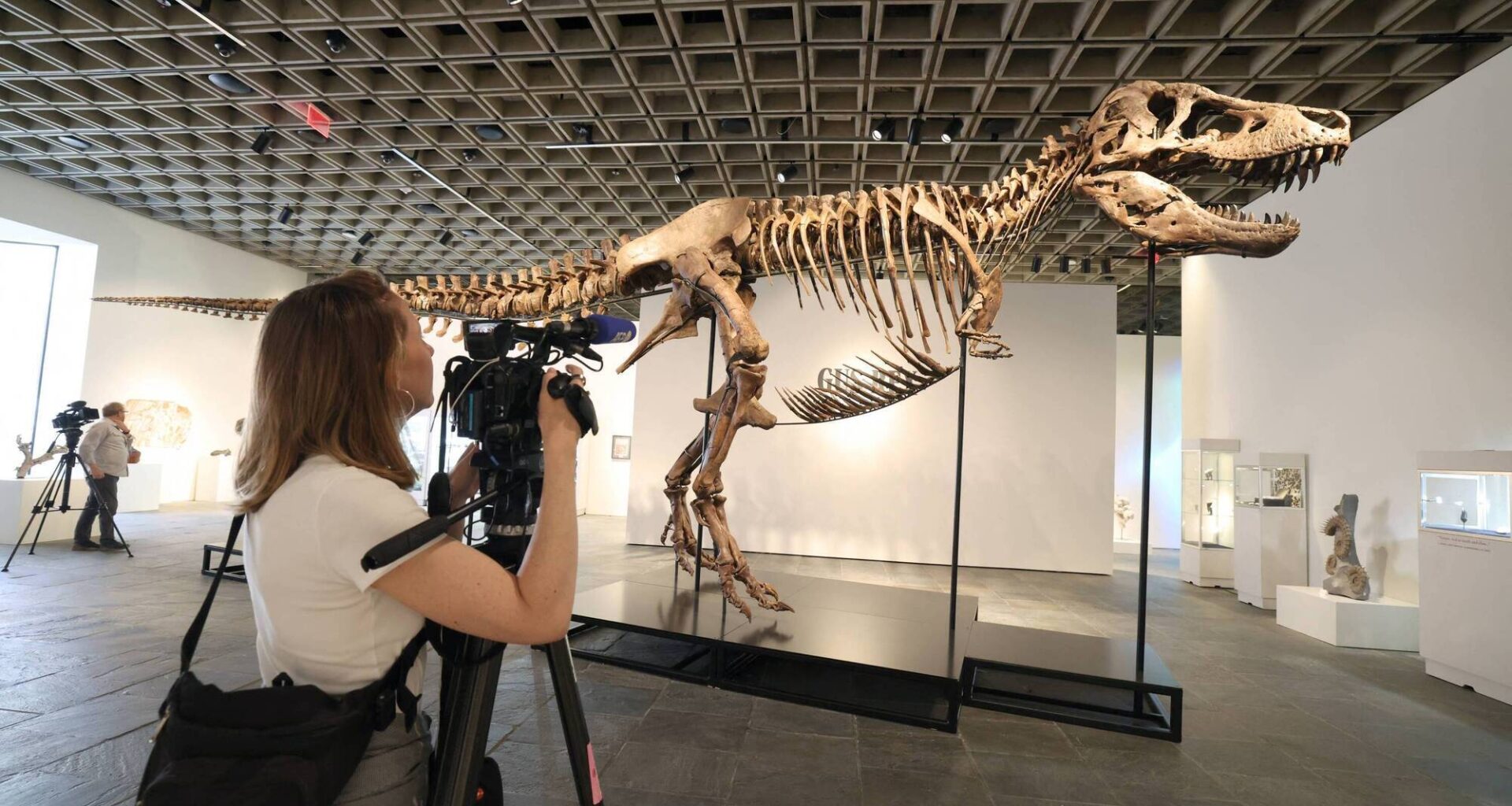 A videographer documents 'Gus', a mounted Tyrannosaurus Rex skeleton, one of the largest T. rex ever found, during a press preview at the Sotheby's Breuer building in New York, on July 1, 2026. Picture: TIMOTHY A. CLARY / AFP via Getty Images