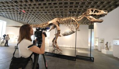 A videographer documents 'Gus', a mounted Tyrannosaurus Rex skeleton, one of the largest T. rex ever found, during a press preview at the Sotheby's Breuer building in New York, on July 1, 2026. Picture: TIMOTHY A. CLARY / AFP via Getty Images
