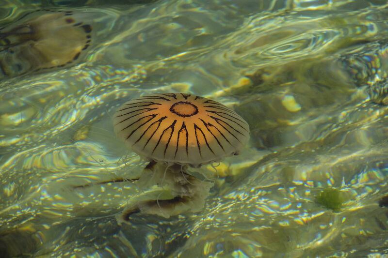 Compass jellyfish spotted on Irish beach. File picture