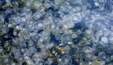 Large bloom of jellyfish bobbing along together. File picture