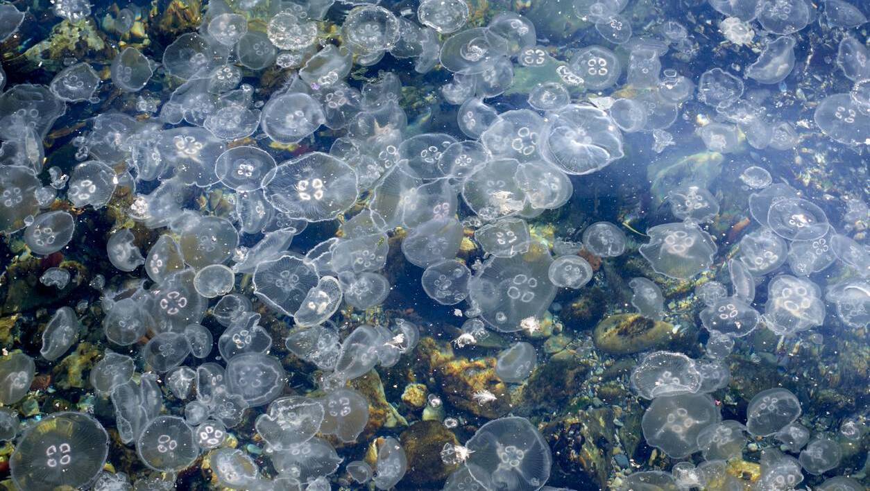 Large bloom of jellyfish bobbing along together. File picture