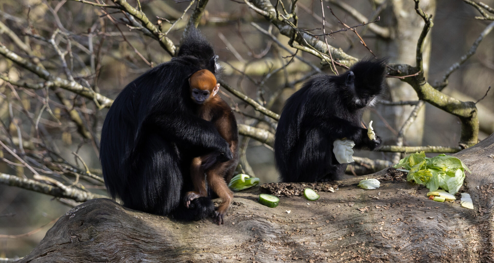 Cork's Fota Wildlife Park welcomes rare baby François' langur monkey