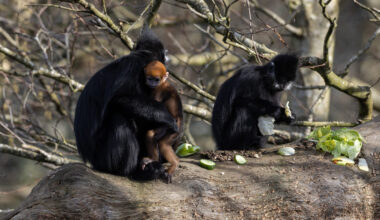 Cork's Fota Wildlife Park welcomes rare baby François' langur monkey
