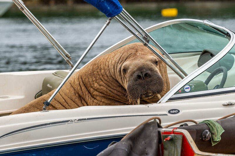 The Arctic Walrus, which people have named Wally, has been spotted again in West Cork, this time in Crookhaven. The walrus is drawing a big crowd of onlookers. Picture: Andy Gibson.