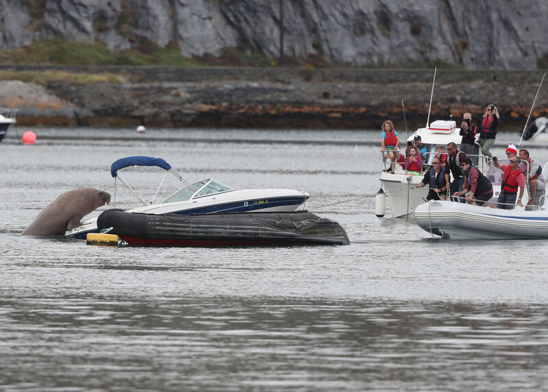 People attempt to coax Wally the arctic walrus from a speedboat it was resting in, to a less expensive rib craft, at Crookhaven, Co. Cork. Picture: Niall Carson