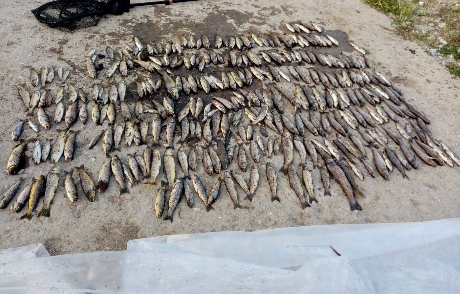 Almost €80k to restore fish stocks after Blackwater incident destroyed over 41,000 fish