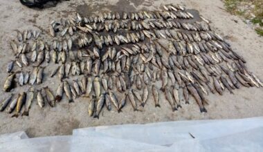 Almost €80k to restore fish stocks after Blackwater incident destroyed over 41,000 fish