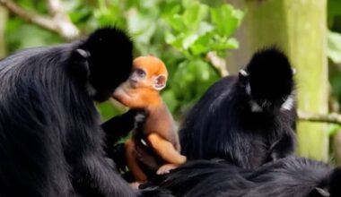 Bright orange baby langur monkey born in Cork's Fota Wildlife Park