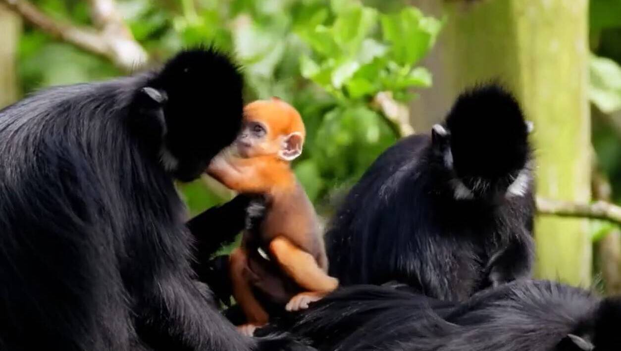 Bright orange baby langur monkey born in Cork's Fota Wildlife Park