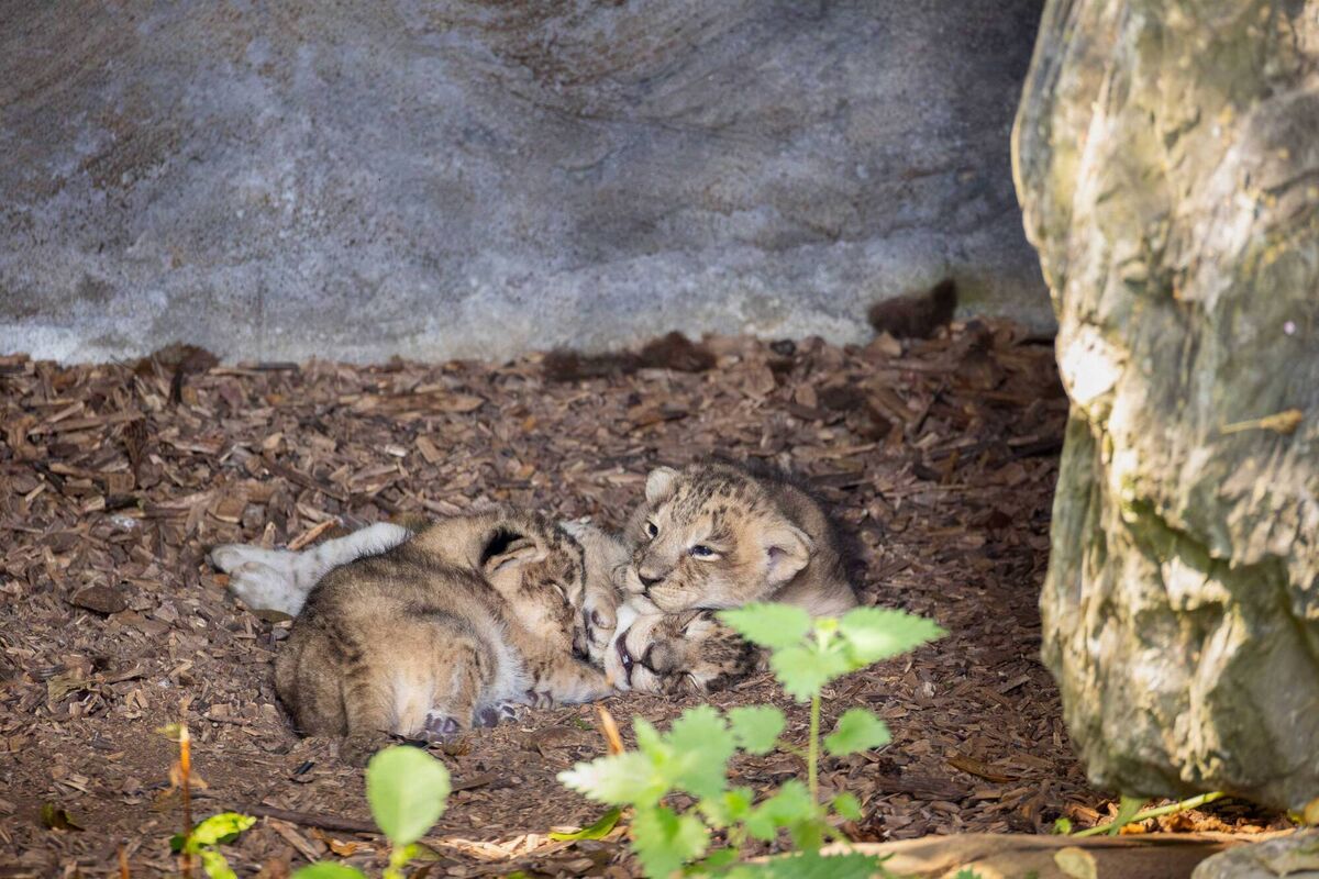 Fota has confirmed the arrival of three endangered Asian lion cubs, born on July 1 to mother Arya and father Yali. Photo: Michael O'Sullivan / OSM PHOTO