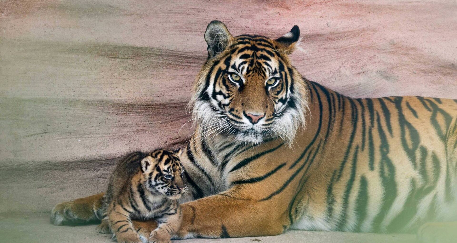 ‘A landmark moment’: Cork's Fota Wildlife Park announces birth of tiger and lion cubs