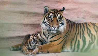 ‘A landmark moment’: Cork's Fota Wildlife Park announces birth of tiger and lion cubs