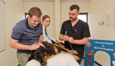 UCD Veterinary Hospital Blood Donor Clinic coordinator Michael Byrne, student Amanda Lawlor, and discipline head in small animal internal medicine Professor Benoit Cuq prepare Doyle for a donation. File picture