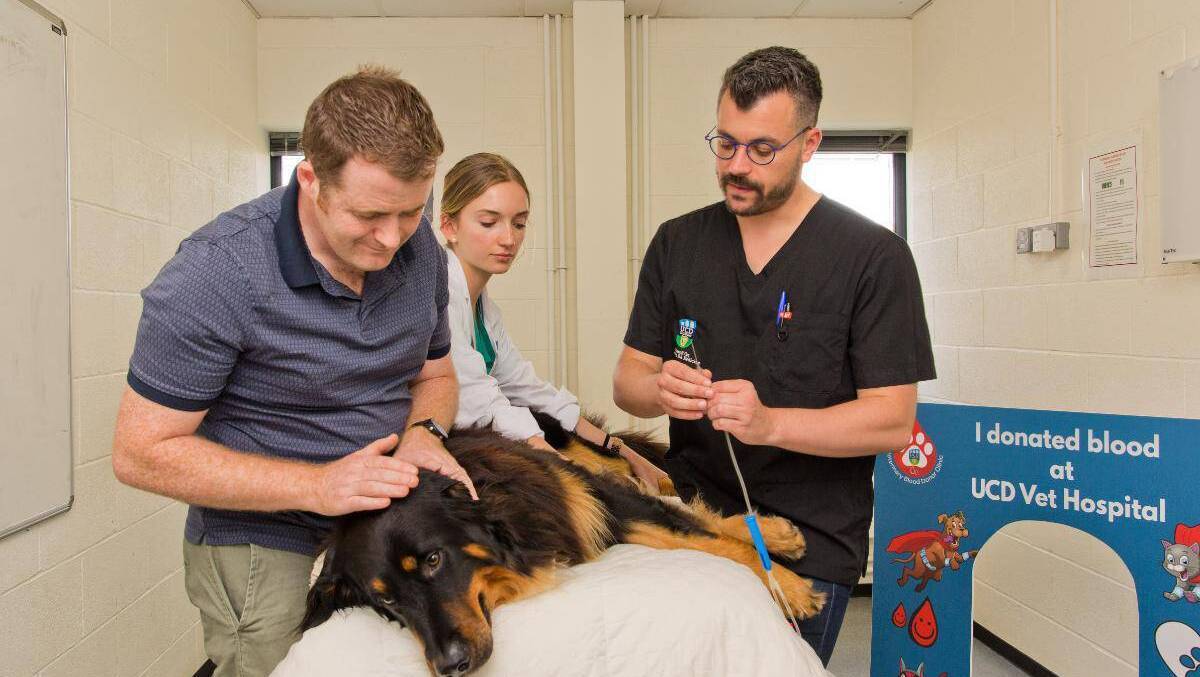 UCD Veterinary Hospital Blood Donor Clinic coordinator Michael Byrne, student Amanda Lawlor, and discipline head in small animal internal medicine Professor Benoit Cuq prepare Doyle for a donation. File picture