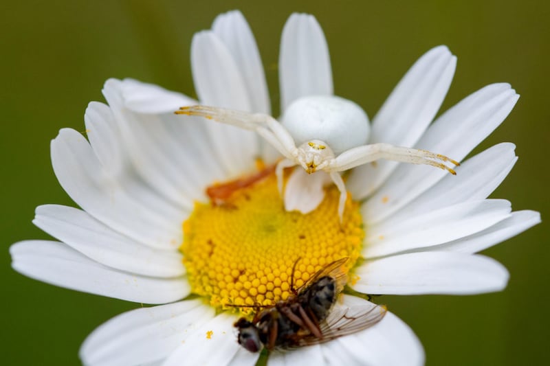 Crab Spider by Celine Nic Oireachtaigh.