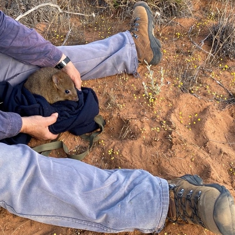A rat-like marsupial wrapped in a blue blanket.
