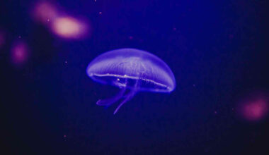 deep ocean organisms