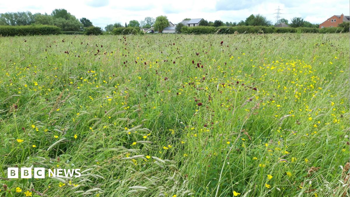 A photograph of a wildflower meadow, packed full of green grass, grass heads, yellow buttercup flowers and dark red flowers. On the horizon is a hedge, trees and the roofs of a couple of houses under a hazy sky.