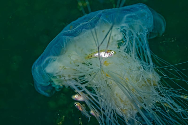 Juvenile Fish Blue Jellyfish, Kerry by John Collins, one of the entries in the Ocean category.