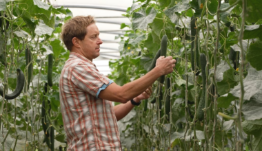 ‘Extremely demoralising’: Veggie farmers say bumper harvest going to waste in hot weather – The Irish Times