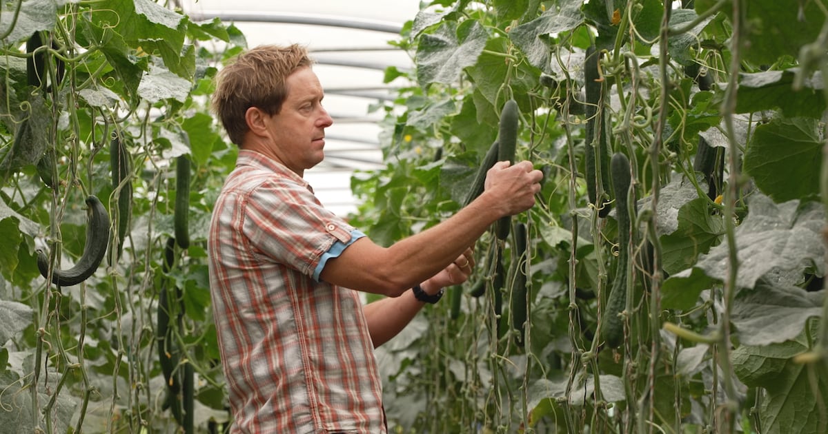 ‘Extremely demoralising’: Veggie farmers say bumper harvest going to waste in hot weather – The Irish Times