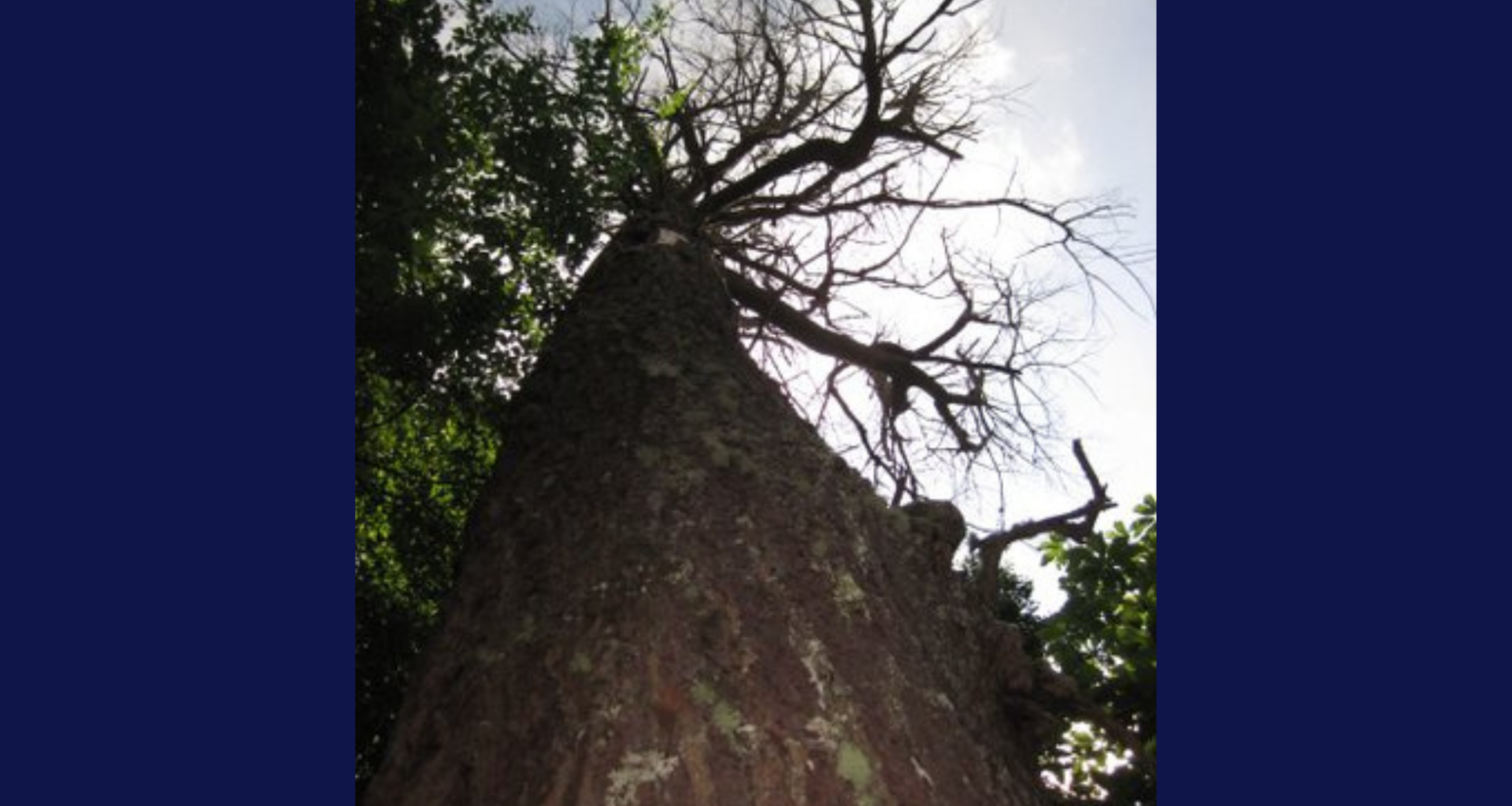 How Long Does It Take to Grow a Tree That Supports Endangered Indiana Bats?