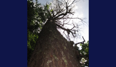 How Long Does It Take to Grow a Tree That Supports Endangered Indiana Bats?