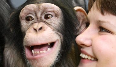 Humans and apes show similar rhythmic pattern in laughter