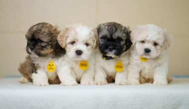 Ireland's quirkiest dog names Have been revealed