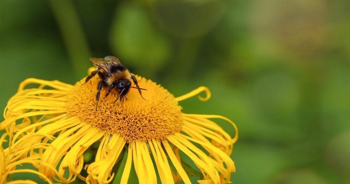 Bumblebees show emotions through facial expressions just like mammals | National