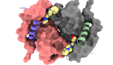 Newly Identified Inhibitors May Boost Chemotherapy Drug’s Ability to Fight Treatment-Resistant Cancers