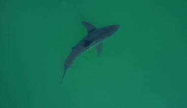 How shark-monitoring drones are making tourist beaches safer - OC Today-Dispatch