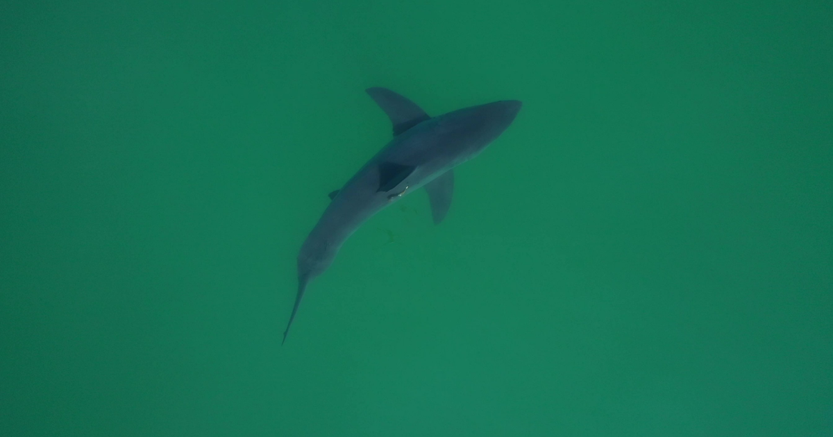 How shark-monitoring drones are making tourist beaches safer - OC Today-Dispatch