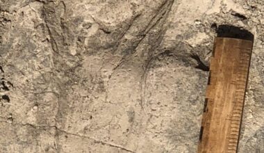 Footprints reveal ancient human relative travelled in groups 1.4 million years ago - IslanderNews.com