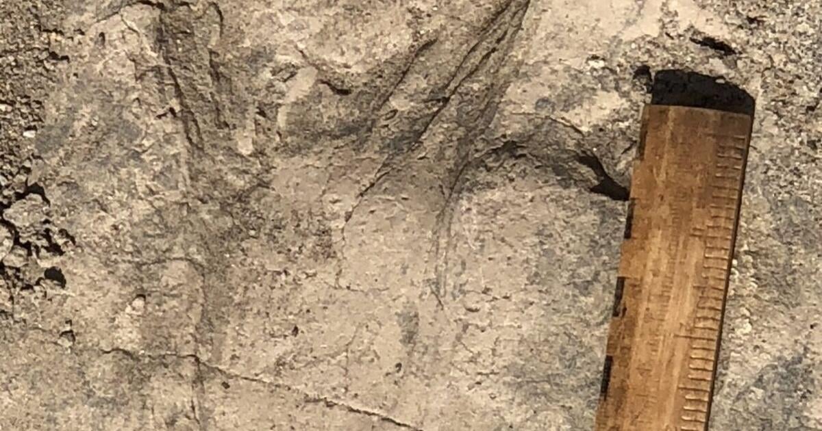 Footprints reveal ancient human relative travelled in groups 1.4 million years ago - IslanderNews.com