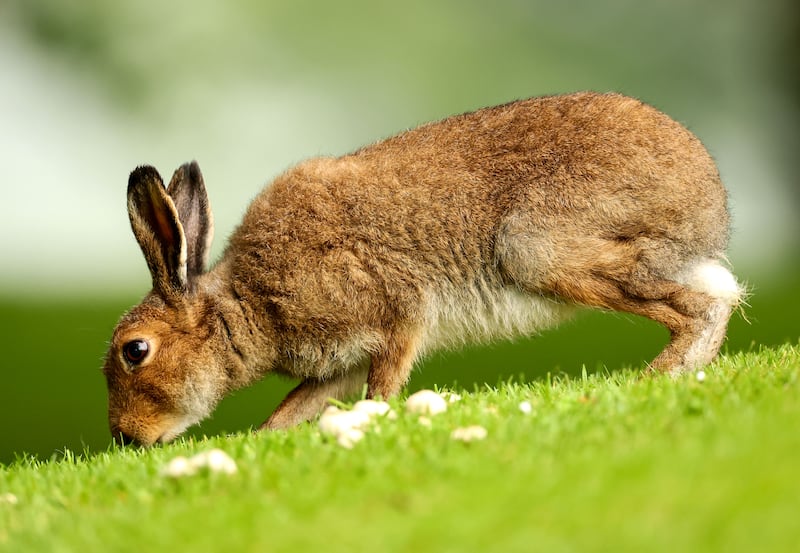 A view of a hare in Co Cavan. Photograph: Dan Clohessy/Inpho