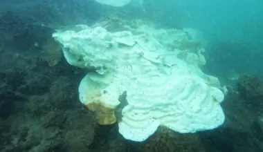 Singapore’s corals may come under threat in 2027 if El Niño turns strong as predicted – Asia News Network