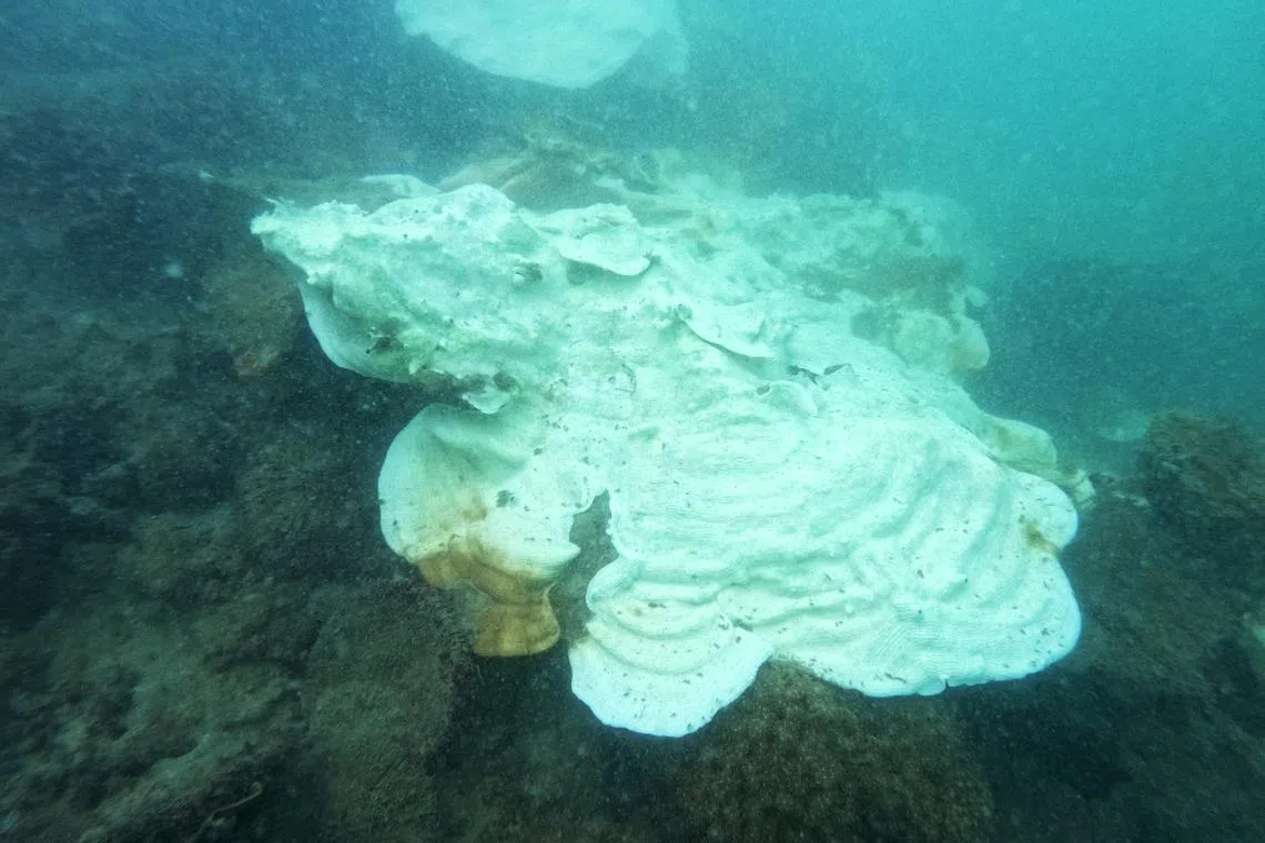 Singapore’s corals may come under threat in 2027 if El Niño turns strong as predicted – Asia News Network