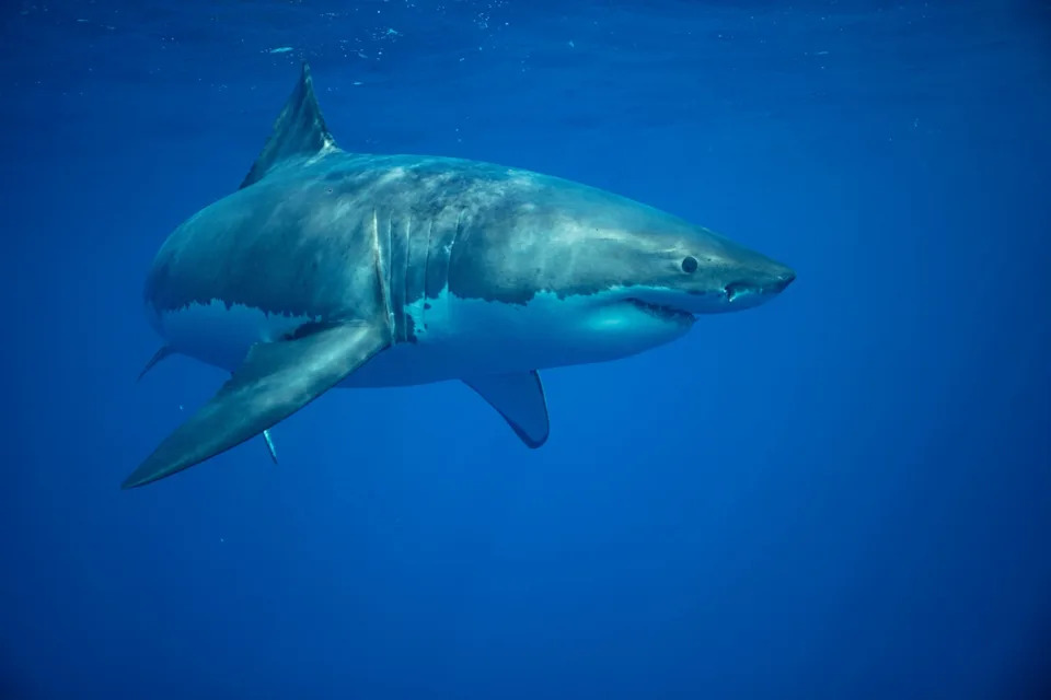 STOCK PHOTO/Adobe - PHOTO: An undated stock photo of Great White Shark.