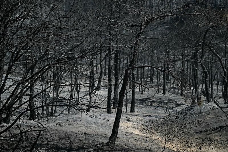 Burned trees in the southern France department of Pyrenees-Orientales. Photograph: Gabriel Bouys/AFP via Getty Images