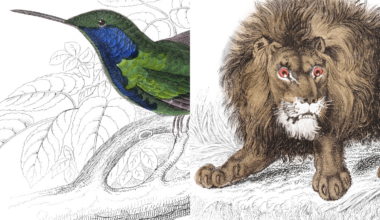 A designer just put 1,300+ restored 19th-century wildlife illustrations online for free