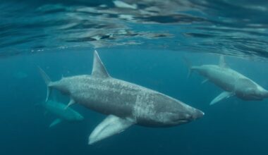 ‘Gentle giants’: Irish basking shark hot spots identified after more than 2,700 sightings – The Irish Times