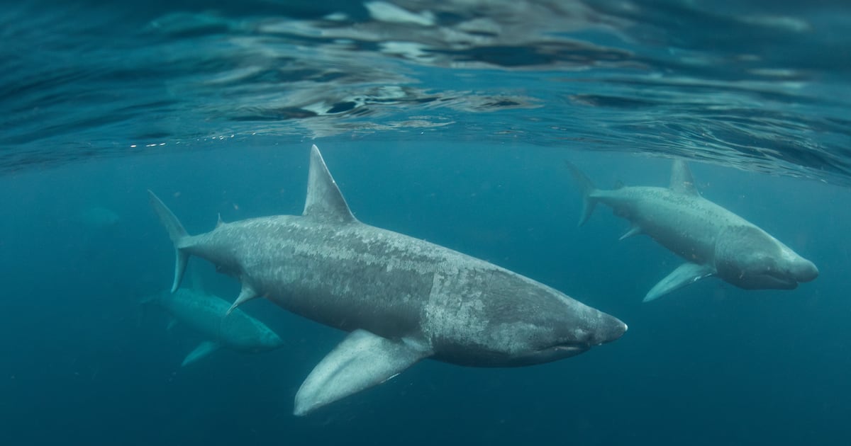 ‘Gentle giants’: Irish basking shark hot spots identified after more than 2,700 sightings – The Irish Times