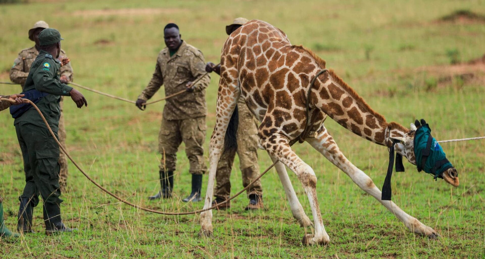 Giraffes given a new home in Uganda to escape oil drilling in the country’s largest park