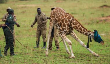 Giraffes given a new home in Uganda to escape oil drilling in the country’s largest park