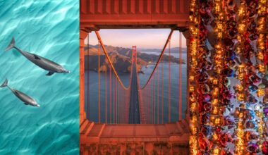 Three vertical panels: left shows two dolphins swimming in turquoise water; center shows the Golden Gate Bridge from above with mountains in the background; right shows an overhead view of a colorful, crowded festive table.