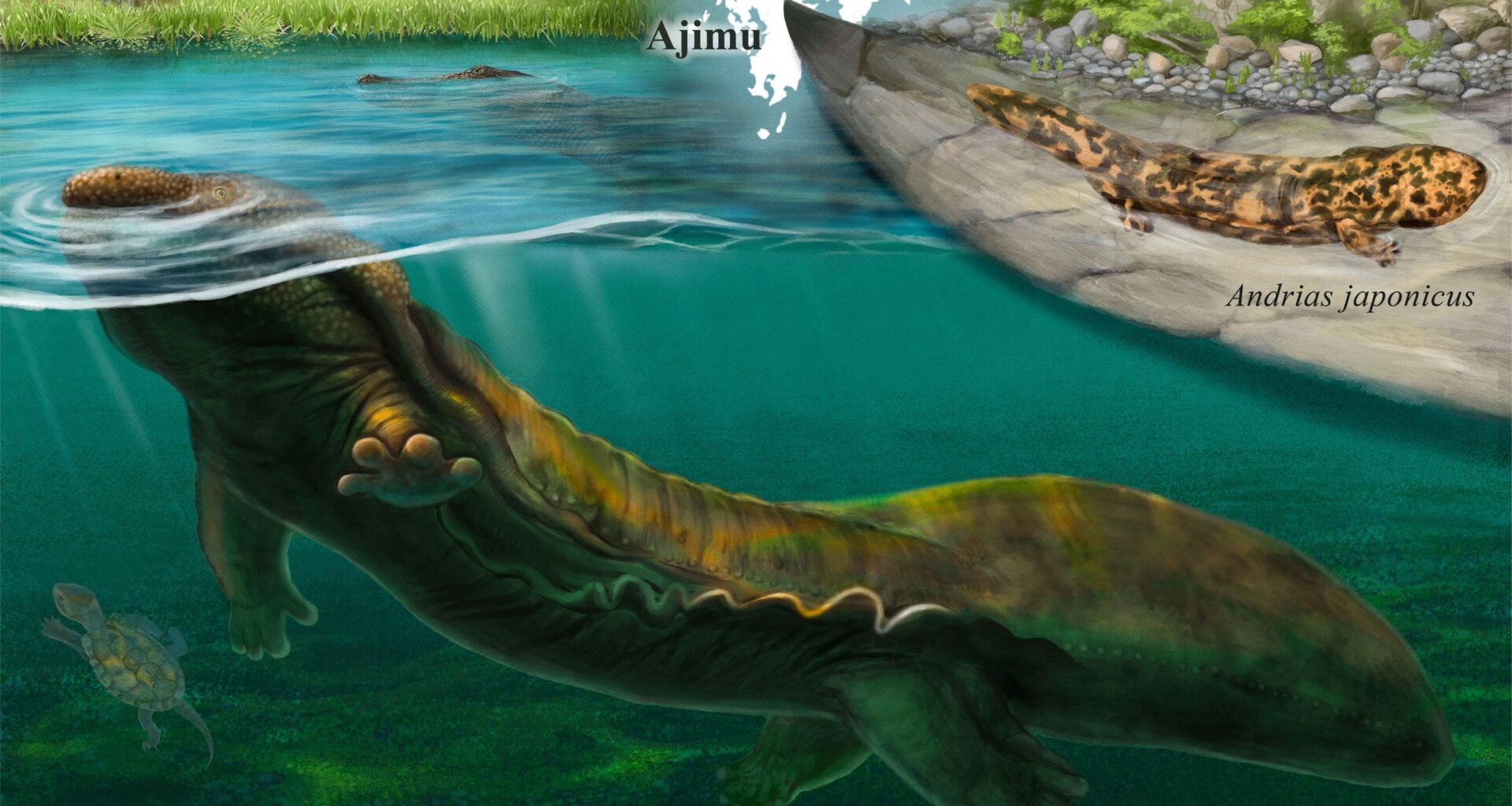 Mystery Bones Found in Japan Belong to a Giant Salamander Unlike Any Known